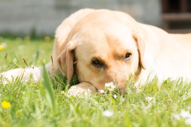 Ritratto di un golden retriever che si rilassa sul campo