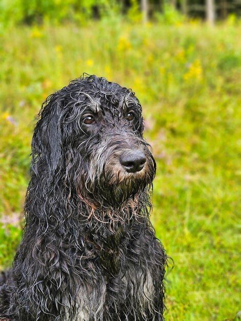 Ritratto di un Goldendoodle bagnato Il cane è seduto con la pelliccia nera lunga e riccia bagnata.