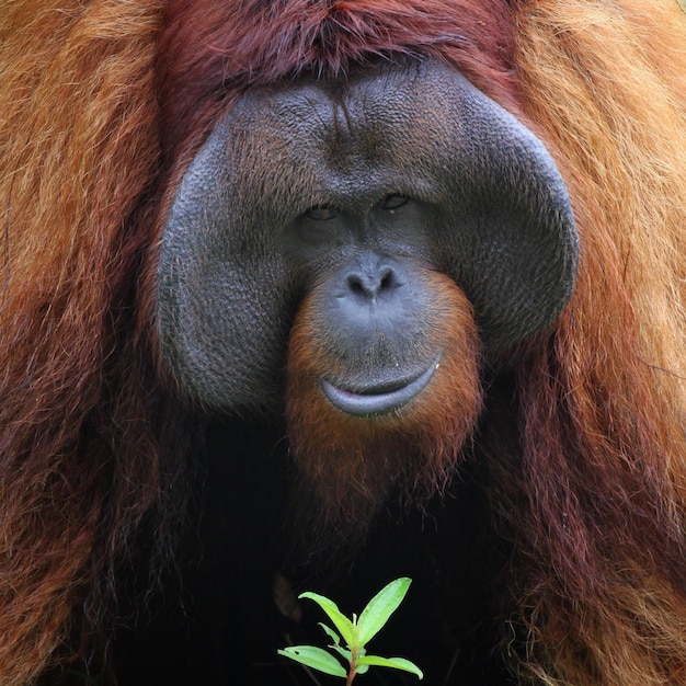 Ritratto di un gorilla da vicino