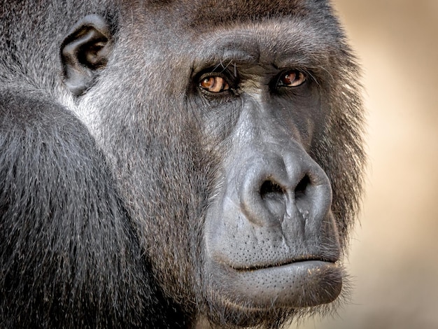 Ritratto di un gorilla da vicino