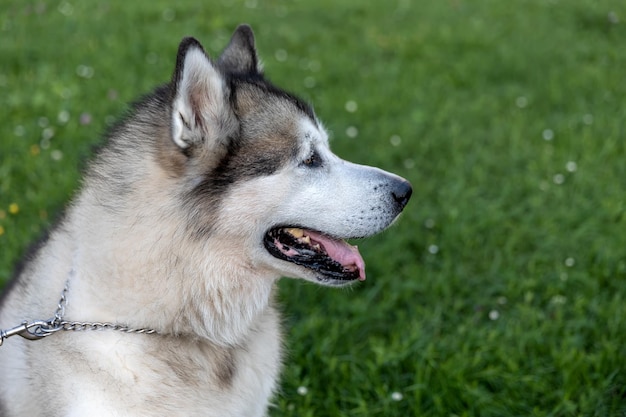 Ritratto di un grande cane Malamute di profilo. Sfondo verde