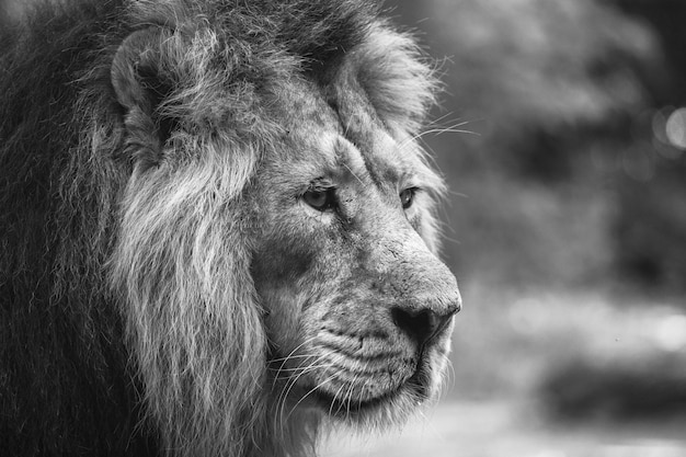 Ritratto di un grande e bellissimo leone