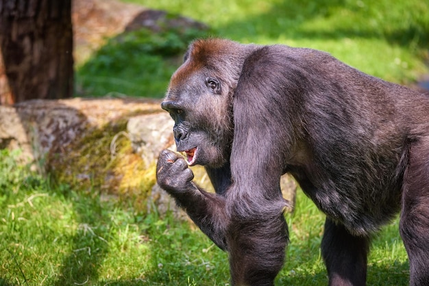 Ritratto di un grande gorilla di pianura occidentale