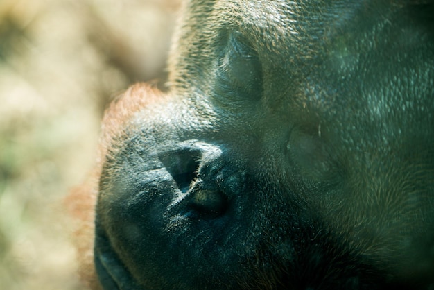 Ritratto di un grande orangutan maschio