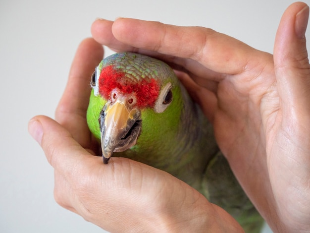 Ritratto di un grande pappagallo amazzone verde in un dolce abbraccio. Riabilitazione degli uccelli, amore per i pappagalli.