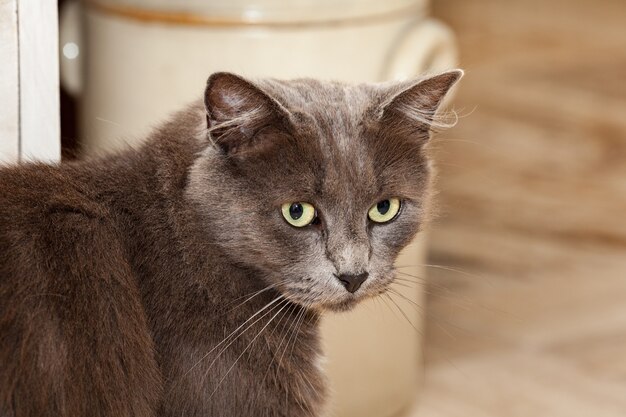 Ritratto di un grazioso gatto chartreux con i capelli lunghi e gli occhi gialli.