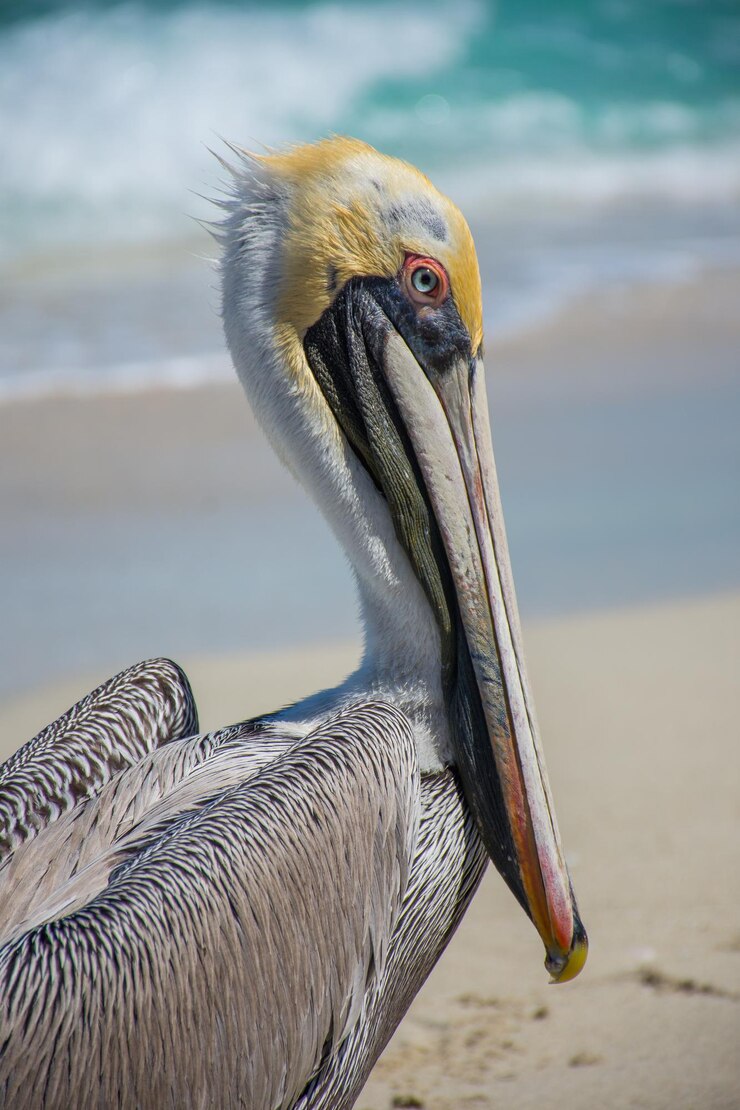 Ritratto di un grazioso pellicano marrone in spiaggia