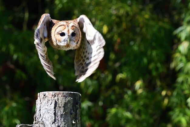 Ritratto di un gufo in volo