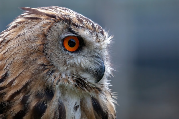 Ritratto di un gufo reale (Bubo bubo)