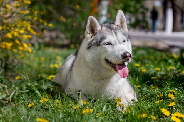 Ritratto di un husky siberiano fuori