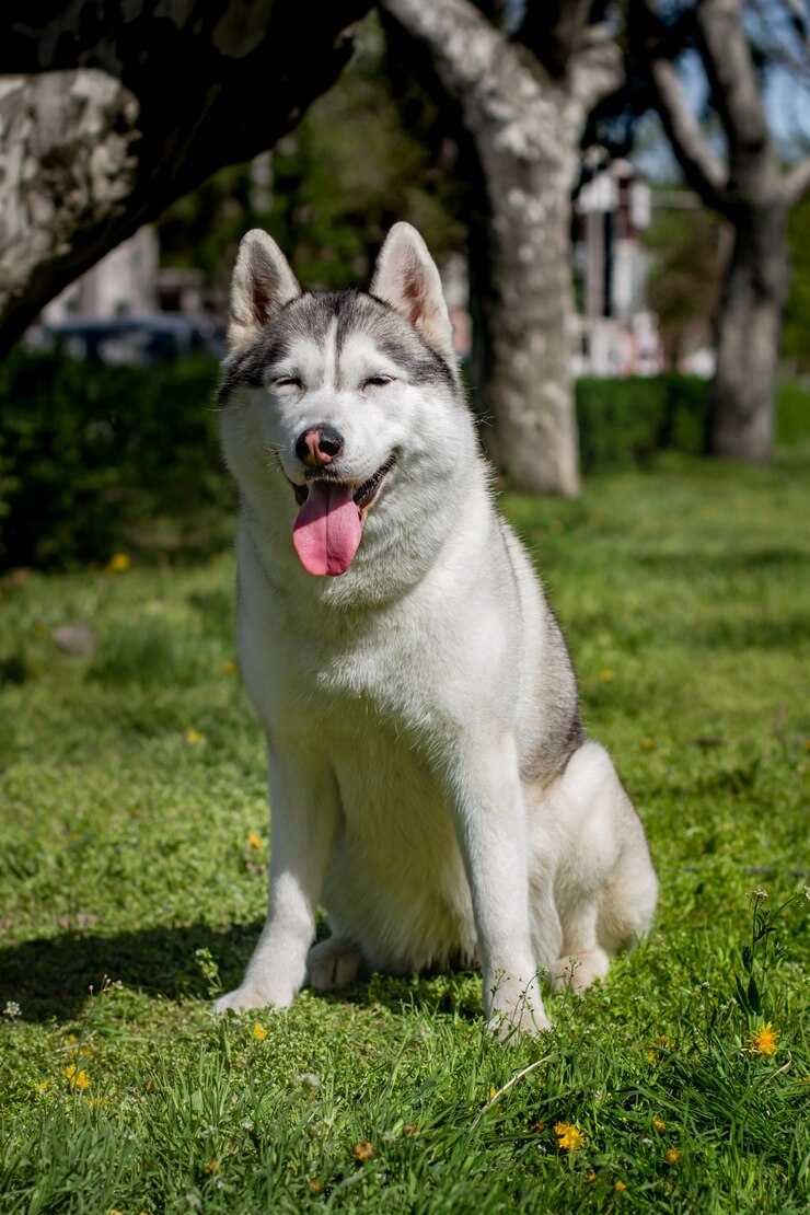 Ritratto di un husky siberiano fuori
