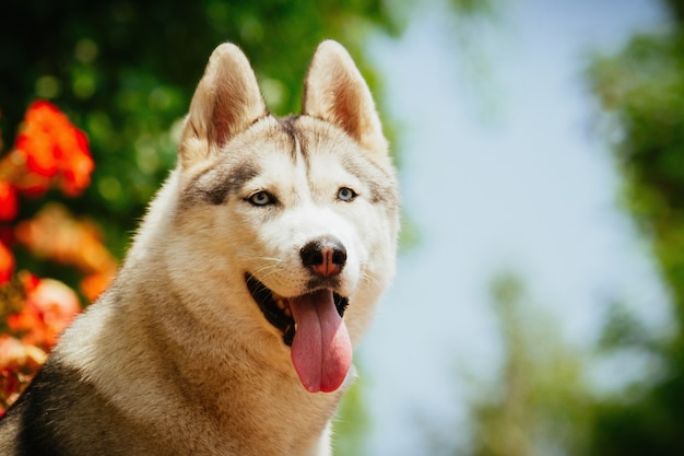 Ritratto di un husky siberiano. Il cane si siede vicino a rose in fiore. Cani nordici in estate.