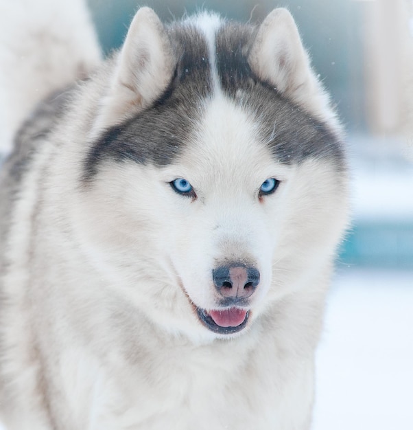 Ritratto di un husky siberiano