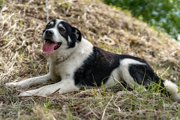 Ritratto di un incrocio di cane in natura