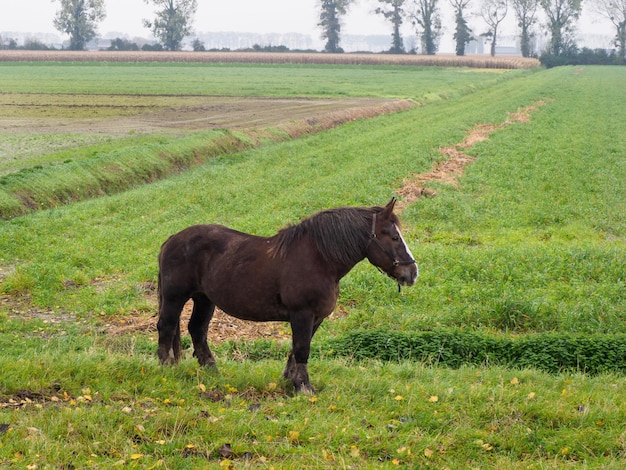 Ritratto di un ippocastano in un campo autunnale