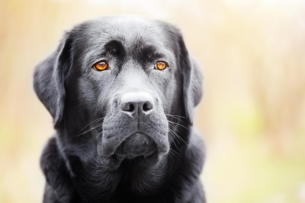 Ritratto di un labrador retriever nero Il giovane cane ha un anno