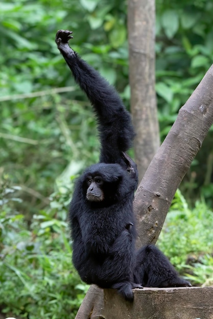 Ritratto di un langur nelle foglie spesse