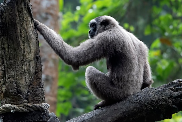 Ritratto di un langur nelle foglie spesse