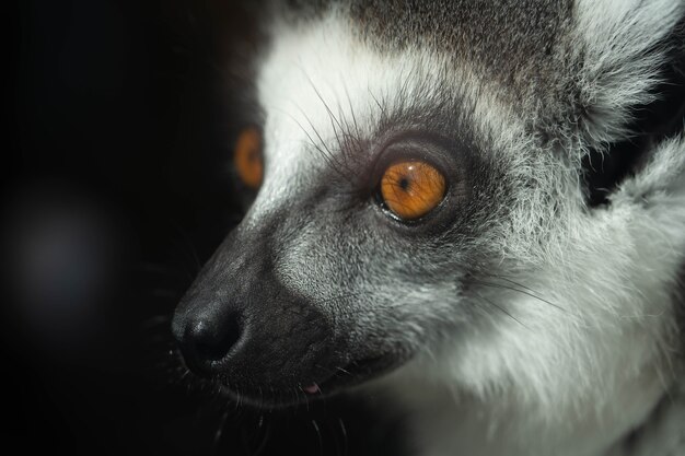 ritratto di un lemure del Madagascar che guarda lontano