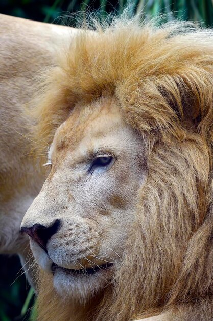 Ritratto di un leone africano