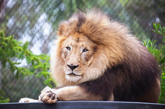 Ritratto di un leone che riposa nello zoo contro una gabbia