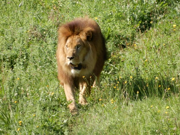 Ritratto di un leone maschio che vaga sull'erba in una riserva naturale spagnola
