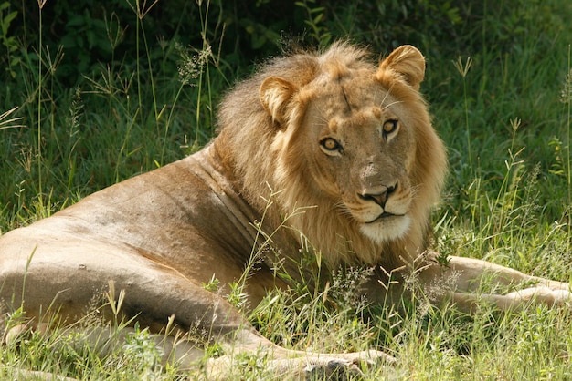 Ritratto di un leone seduto sul campo