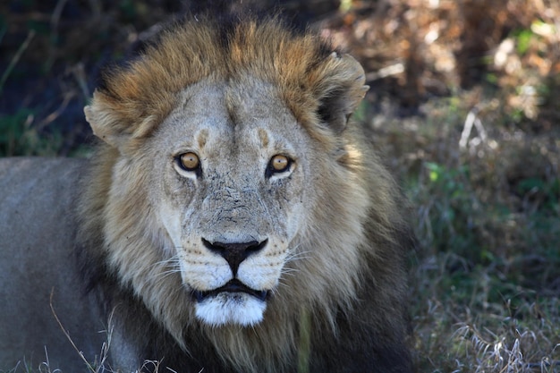 Ritratto di un leone sul campo nella foresta