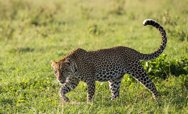 Ritratto di un leopardo in natura