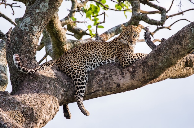 Ritratto di un leopardo in natura