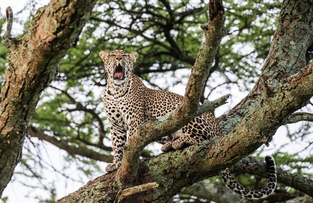 Ritratto di un leopardo in natura