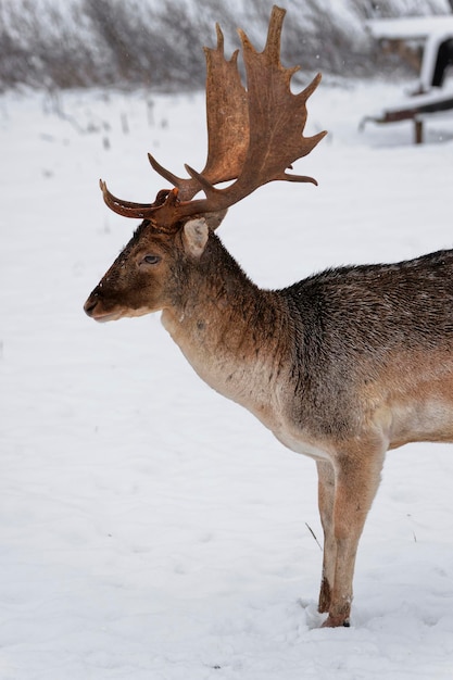 Ritratto di un maschio di daino in campo di neve invernale. È un cervus dama. Cervus è un genere di cervo originario dell'Eurasia.