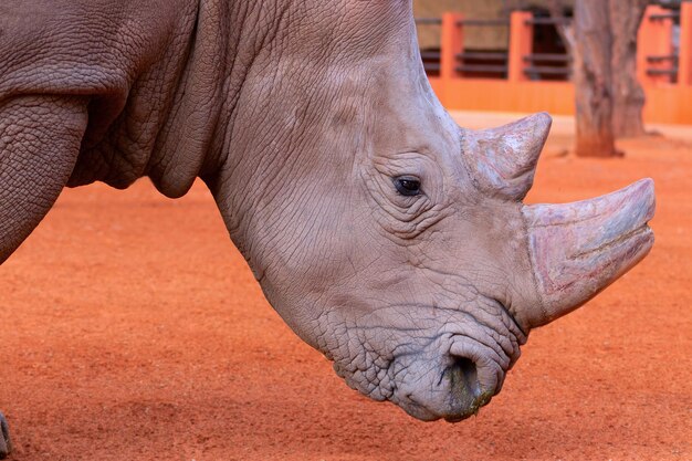 Ritratto di un maschio di toro rinoceronte bianco al pascolo nel parco nazionale di Etosha Namibia Animali selvatici africani Primo piano di un rinoceronte