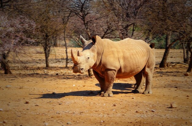 Ritratto di un maschio di toro rinoceronte bianco al pascolo nel parco nazionale di Etosha Namibia Animali selvatici africani Primo piano di un rinoceronte