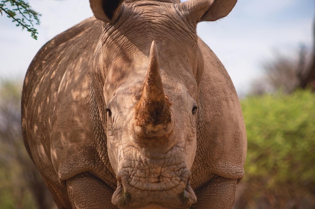 Ritratto di un maschio di toro rinoceronte bianco al pascolo nel parco nazionale di Etosha Namibia Animali selvatici africani