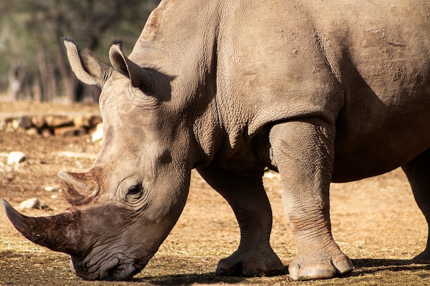 Ritratto di un maschio di toro rinoceronte bianco al pascolo nel Parco Nazionale Etosha Namibia