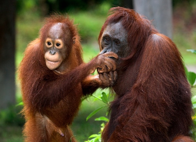 Ritratto di un orango femmina con un bambino in natura. Indonesia. L'isola di Kalimantan (Borneo).