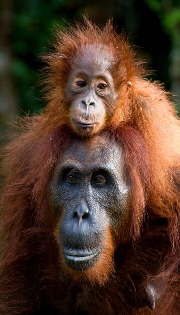 Ritratto di un orango femmina con un bambino in natura. Indonesia. L'isola di Kalimantan (Borneo).