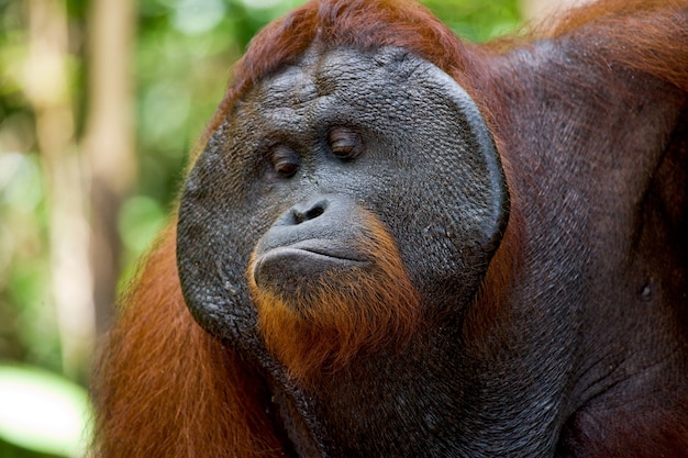 Ritratto di un orango maschio. Avvicinamento. Indonesia. L'isola di Kalimantan (Borneo).