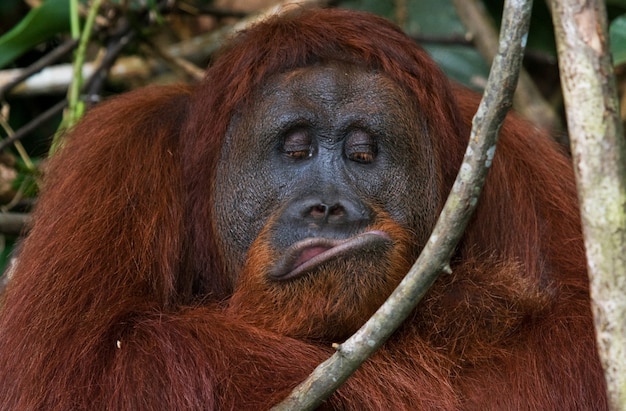 Ritratto di un orango maschio. Avvicinamento. Indonesia. L'isola di Kalimantan (Borneo).