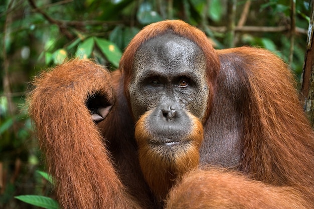 Ritratto di un orango maschio. Avvicinamento. Indonesia. L'isola di Kalimantan (Borneo).