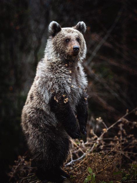 Ritratto di un orso a terra