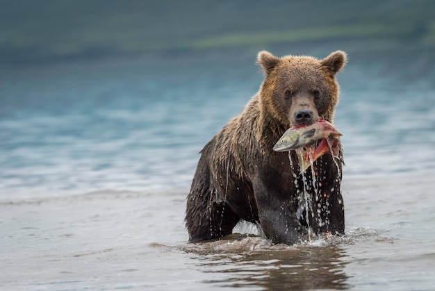 Ritratto di un orso che porta pesce in bocca al lago