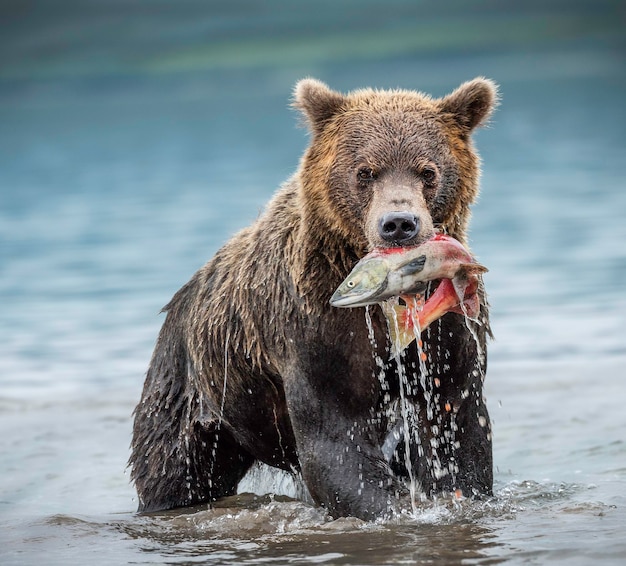 Ritratto di un orso che porta pesce in bocca sul lago