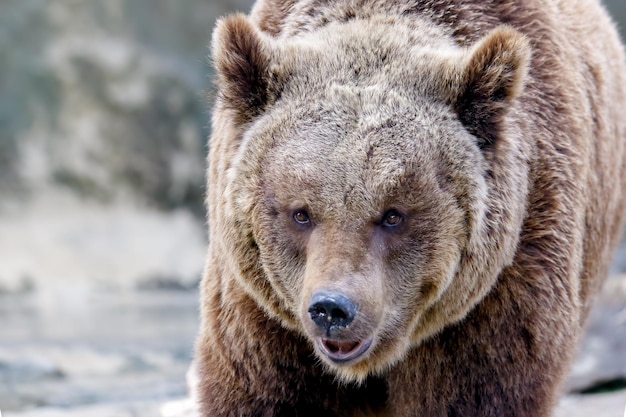 Ritratto di un orso da vicino