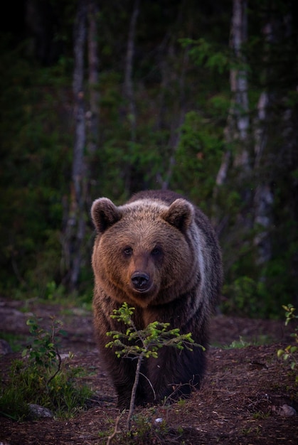 Ritratto di un orso grizzly nella foresta