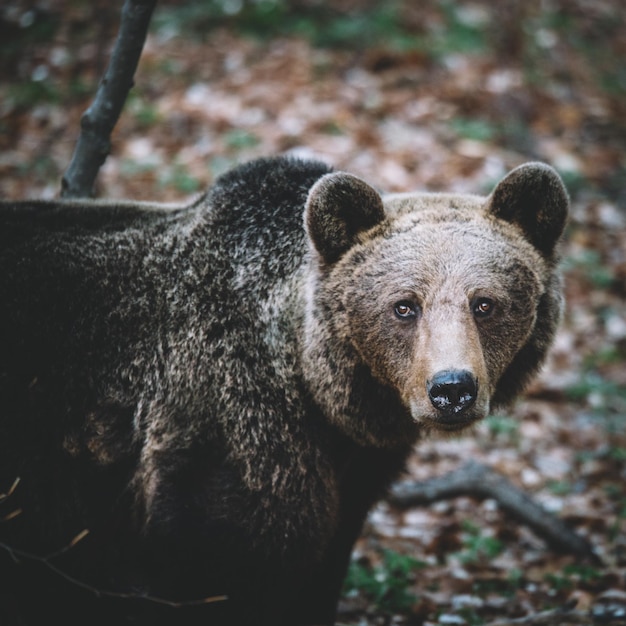 Ritratto di un orso in piedi sul campo