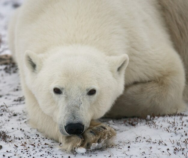 Ritratto di un orso polare. Avvicinamento. Canada.