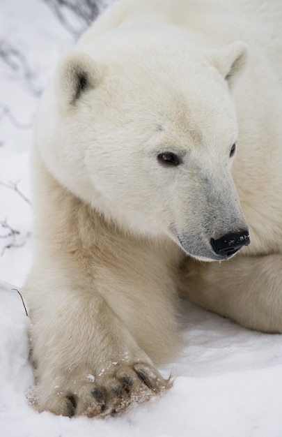 Ritratto di un orso polare. Avvicinamento. Canada.