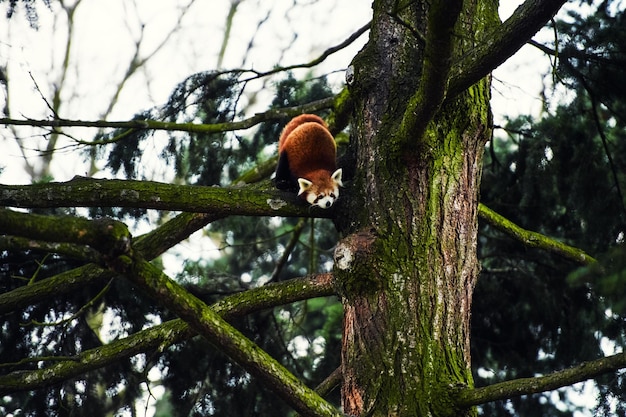 Ritratto di un panda rosso Ailurus fulgens